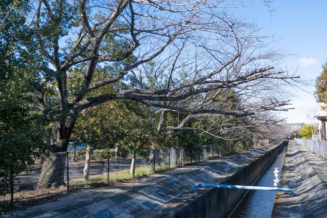 埼玉県の中古マンション: 穏やかな時間が流れるレトロ団地「杉戸高野台ベリアス西六番街4号棟」